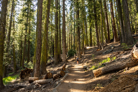 Hiker Below the Tall Moss Covered Trees Of Four Mile Trail In Yosemite National Park