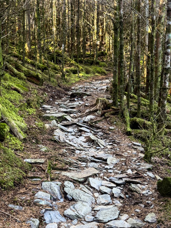 Rocky Trail Through Mossy Forest In Great Smoky Mountains National Parkの写真素材