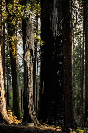 Burned Tree Trunk Stands By Sheer Will in sequoia forest