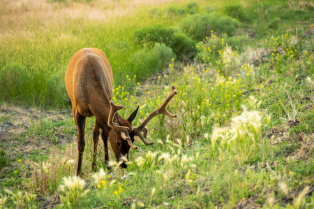 Young Bull Elk Grazes On Hill Side in Yellowstone fieldの写真素材