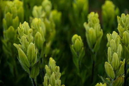 Close Up of Paintbrush Flowers With Tiny White Hairs in Rocky Mountain National Parkの写真素材