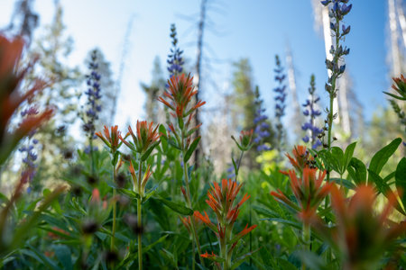 Low Angle of Paintbrush and Lupine in Yosemite Meadow in summerの写真素材