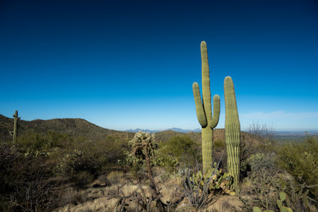 Multiple Types of Cactus Cluster Together In The Tuscon Mountains in Saguaro National Parkの写真素材