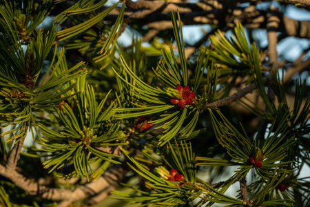 Tips of Pine Needles and Tiny Pinecones Begin To Grow In The Summer in Crater Lake