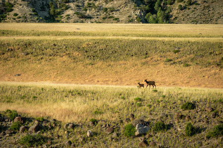 Mother And Baby Elk Run Across Fields Near Rescue Creek In Yellowstone National Parkの写真素材