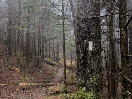 White Blaze on Mossy Tree on Wet Day Along the Appalachian Trailの写真素材