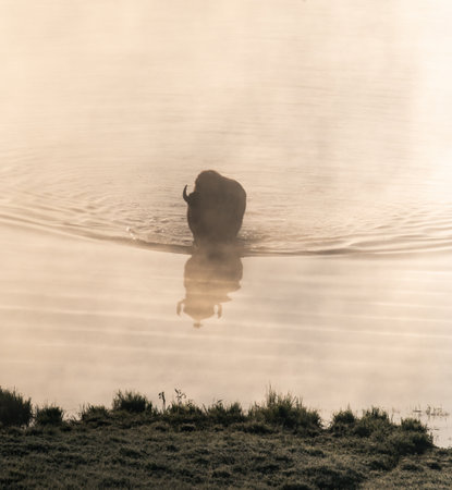 Bison Heads Toward Shore of Yellowstone River through morning fogの写真素材