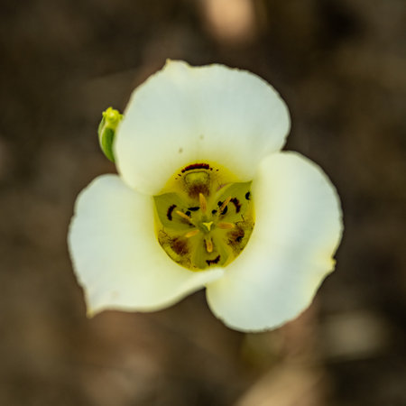 Looking Down into Sego Lily Bloom in Zion National Parkの写真素材