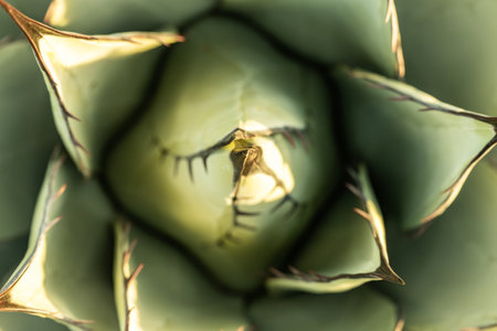 Looking Down At The Center of an Agave Havardiana Plant in Guadalupe Mountains National Parkの写真素材