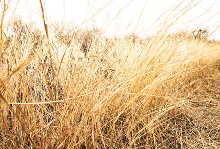Dry Grasses And Blown Out Sky in Big Bendの写真素材