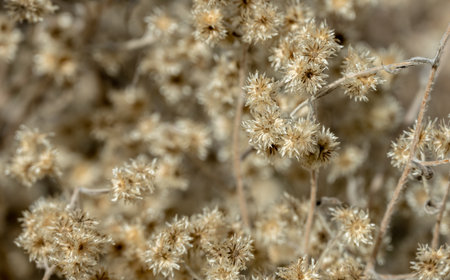 Dried Flowers Along Colima Trail In Big Bend National Park