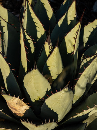 Light and Shadows On Agave Plant in Guadalupe Mountains National Parkの写真素材
