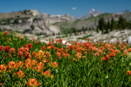 Orange Paintbrush Flowers Cover a Field in Game Creek Pass in Grand Teton National Parkの写真素材
