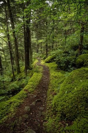 Narrow Dirt Trail Through Moss Covered Forest im the Smokiesの写真素材