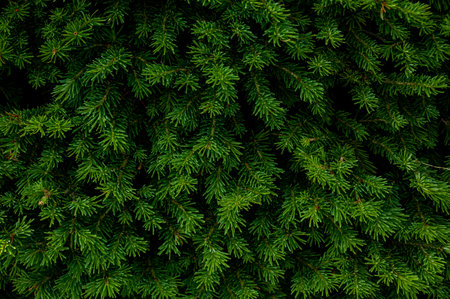 Tips of Pine Branches Fade Into Dark Shadows
