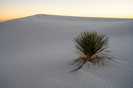Yucca On Empty Sand Dune At Sunset in White Sands National Parkの写真素材