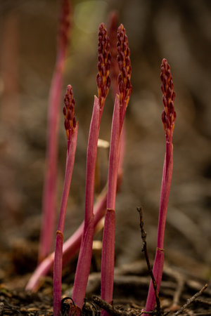 Red Asparagus Shoots Jut Up from Ground in Crater Lake National Parkの写真素材
