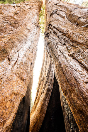 Sliver of Light Through Two Towering Sequoia Trees in the Parker Groupの写真素材