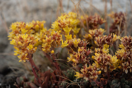 Stonecrop Flowers Begin To Open In Summer Along The Tuolumne River in Yosemite