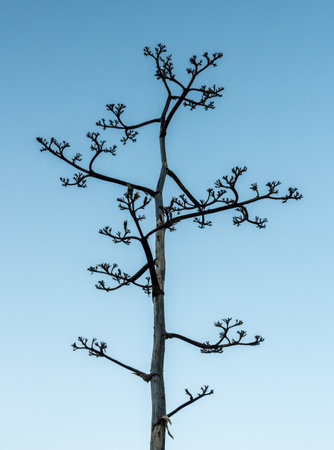 Branches Of Yucca Plant Against Clear Blue Sky in Big Bend