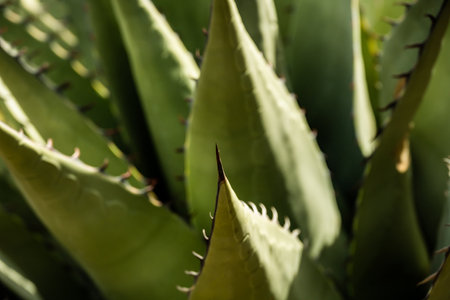 Close Up Of The Black Tip Of Agave Plant in Big Bendの写真素材