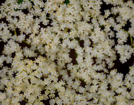 Tiny White Flowers Bloom In Tight Group background image