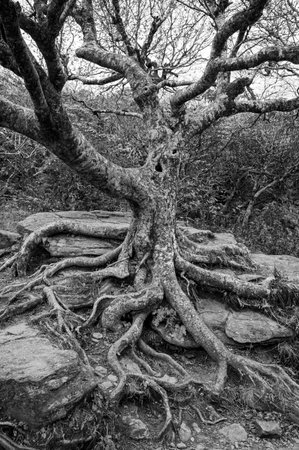 Gnarly Roots of Bare Tree along the Blue Ridge Parkway in Black And White