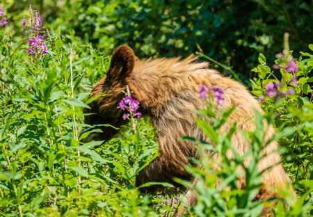 Black Bear Dives into Geranium Flowers Looking for Food in Grand Teton National Parkの写真素材