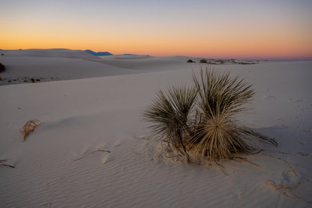 Clump Of Yucca Sits On White Dune At Sunset in New Mexicoの写真素材