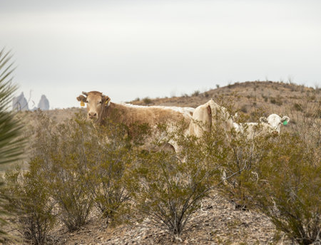 Illegal Cows Pop Their Heads Up From The Bushes Along The rio Grand In Big Bend National Parkの写真素材