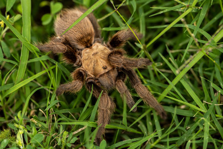 Looking Down On Tarantula Crawling Through Grass in summerの写真素材