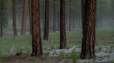 Fog and Hail Cover the Forest at Jemez Falls Campground in New Mexicoの写真素材