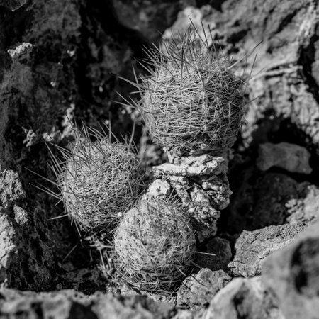 Small Cactus Look Like An Abstract Tornado In Big Bend National Parkの写真素材