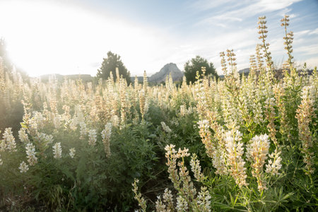 Morning Light Brightens Field of Harlequin Lupine Along the Connector Trailの写真素材