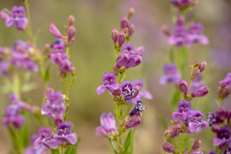 Purple Zion Penstemon Wildflowers in Bloom in Zion National Parkの写真素材