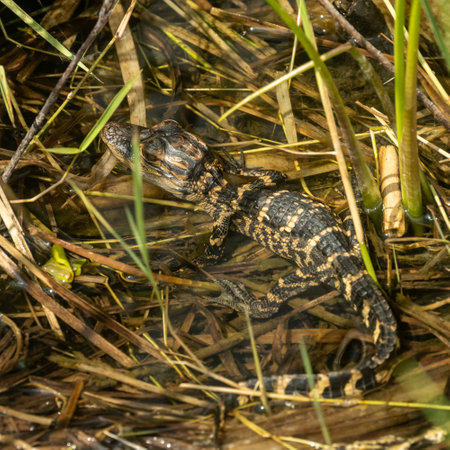 Baby Alligator Sits On The Watery Roots Of The Marsh in the Evergladesの写真素材