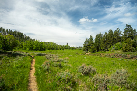 Narrow Trail Through Grassy Field In The Highlands Of Zion National Park