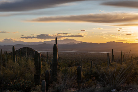 Las Guijas Mountains Silhouetted At Sunset from Saguaro National Park