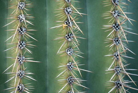 Single Leaf Impaled On Saguaro Cactus Needles in Saguaro National Parkの写真素材