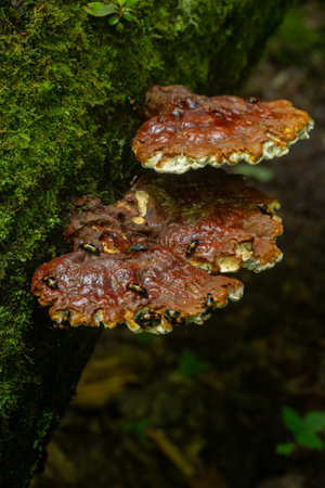 Group of Pleasing Fungus Beetles Gather On Two Shelves Of Fungus On Mossy Tree Trunk in South...