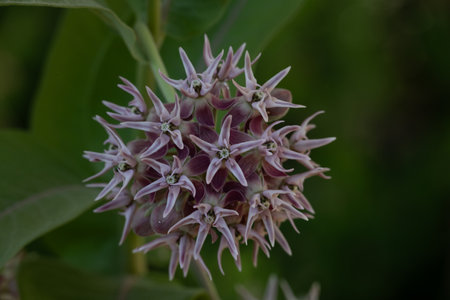 Purple Flowers of Field Mint Wildflowers in Capitol Reef National Parkの写真素材
