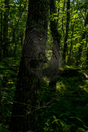 Spider Web Catches Morning Light In Forest in the Smokiesの写真素材