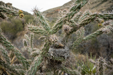 Birds Nest Nestled Into the Needle Filled Chain Link Cactus in Big Bendの写真素材