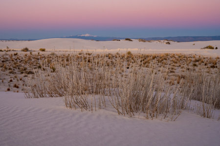 Dried Vegetation In the Dunes Below A Soft Pink Sky In White Sands National Parkの写真素材