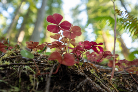 Low Angle View Of Bright Red Clover Leaves Growing In Loose Moss Covered Soil in Redwood National Parkの写真素材
