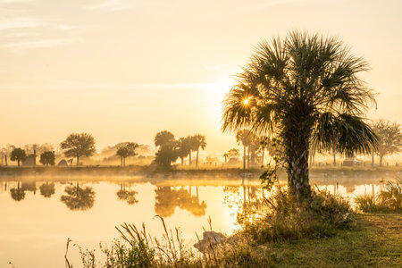 Sun Burst Through Palm Tree On Foggy Morning in Evergladesの写真素材