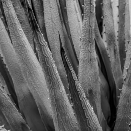 Texture of Dried Agave Plant In Black and White in the Grand Canyonの写真素材