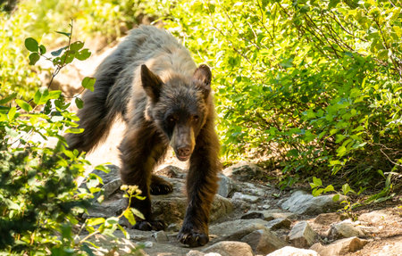 Scruffy Black Bear Walks down Rocky Trail in Grend Teton National Park in Summerの写真素材