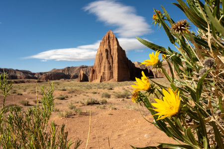 Few Remaining Blooms On Sunflower Plant With Temple Of The Sun In The Distance in Capitol Reefの写真素材