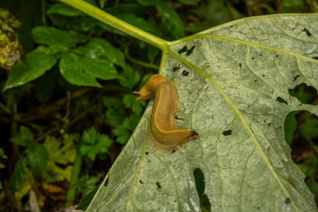 Large Banana Slug Crawls Across The Back Side Of Wet Leaf in Redwood Forest
